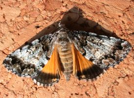 False Underwing